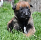 Belgick� OV��k Malinois