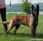Belgick� OV��k Malinois