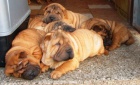 �arpej,  shar-pei, sharpei