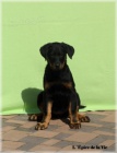 Beauceron - �t���tka k odb�ru!