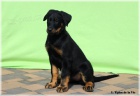 Beauceron - �t���tka k odb�ru!
