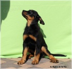 Beauceron - �t���tka k odb�ru!