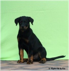 Beauceron - �t���tka k odb�ru!
