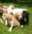 Pointer - �t��ata