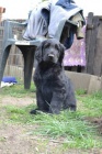 Flat coated retriever s PP