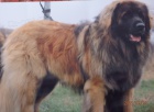 Leonberger �t���tka