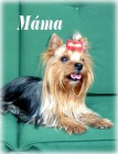 Jork��rsk� teri�r s PP - �T��ATA, yorkshire terrier
