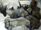 Anatolsk� pasteveck� pes- kangal- �t��ata