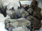 Anatolsk� pasteveck� pes- kangal- �t��ata