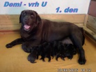 �okol�dov� labrador
