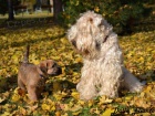 �t���tka - Irish Soft Coated Wheaten Terrier
