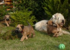 �t���tka - Irish Soft Coated Wheaten Terrier