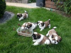 Shih Tzu �t���tka ( shi-tzu, si-cu, si-tzu ) - 