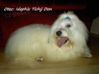 �t��ata Coton de Tulear