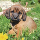 �t�n� Alpsk� brak��