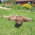 �t�n� Alpsk� brak��