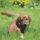 �t�n� Alpsk� brak��