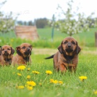 �t�n� Alpsk� brak��