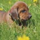 �t�n� Alpsk� brak��