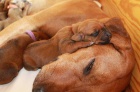 Rhod�sk� Ridgeback �t���tka s PP.