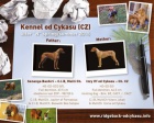 Rhod�sk� Ridgeback �t���tka s PP.