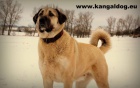 Kangal /Anatolsk� pasteveck� pes/