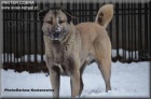 Kangal /Anatolsk� pasteveck� pes/