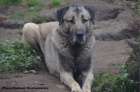 Kangal /Anatolsk� pasteveck� pes/