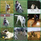 Parson Russell teri�r 