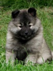 N�meck� �pic vl�� / Keeshond