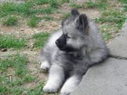 N�meck� �pic vl�� / Keeshond