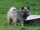 N�meck� �pic vl�� / Keeshond