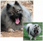 N�meck� �pic vl�� / Keeshond