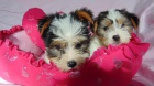 Biewer yorkshire terrier - pejsek s PP