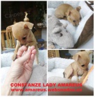 Pra�sk� krysa��k s PP prod�m