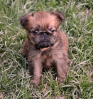 Bruselk� grifonek s PP