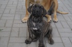Boerboel, B�rsk� buldog, Burbul - �t��ata s PP