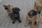 Boerboel, B�rsk� buldog, Burbul - �t��ata s PP