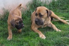 Boerboel, B�rsk� buldog, Burbul - �t��ata s PP