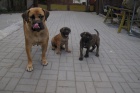 Boerboel, B�rsk� buldog, Burbul - �t��ata s PP