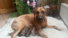 Rhodesk� ridgeback �t���tka bez PP