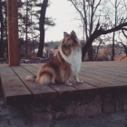 Fenka ZLAT� KOLIE ke kryt�