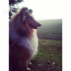 Fenka ZLAT� KOLIE ke kryt�