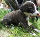 5 kr�sn�ch pejsk� whippeta