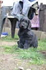 Flat coated retriever s PP - �ern� kluk