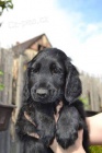 Flat coated retriever s PP - �ern� kluk