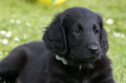 Flat coated retriever s PP - �ern� kluk
