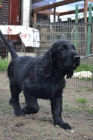 Flat coated retriever s PP - �ern� kluk