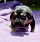 Louisi�nsk� Leopard� Pes s PP