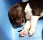 mal� m�nsterlandsk� oha�